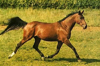 Triple J Stables
